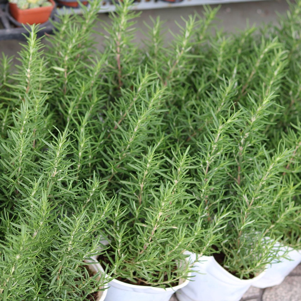 Cây Hương Thảo - "Rosemary" thơm ngát