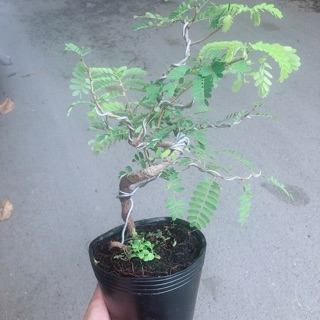 Cây Me Bonsai