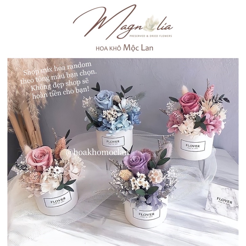 Chậu hoa hồng bất tử nhiều tông màu decor, hoa khô vĩnh cửu