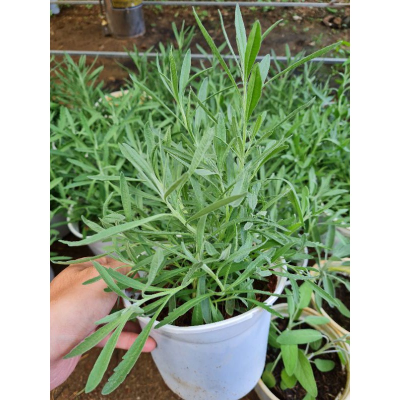 Cây hoa Oải hương Lavender - chậu lớn