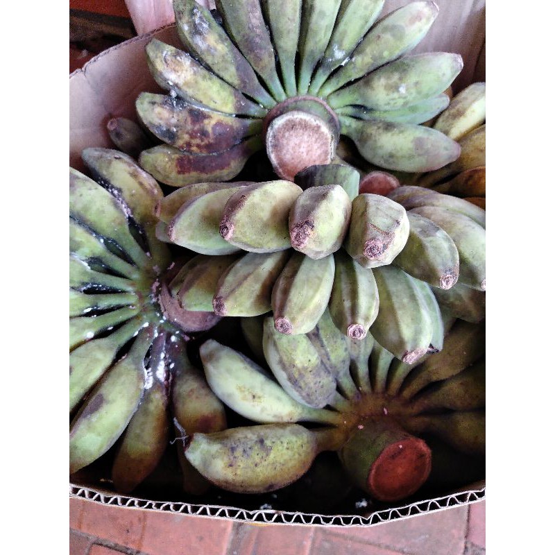 CHUỐI SÁP SỐNG TẠI VƯỜN CẦU KÈ TRÀ VINH | BigBuy360 - bigbuy360.vn