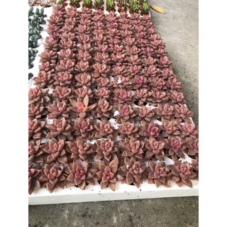 01 Cây Sen Đá size mini 3-5cm cây khoẻ đẹp