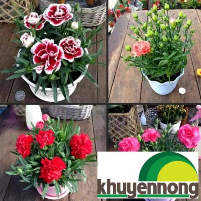 100 hạt giống hoa cẩm chướng chùm mix