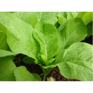 ( BOK GARDEN ) HẠT GIỐNG CẢI MƠ 20GR