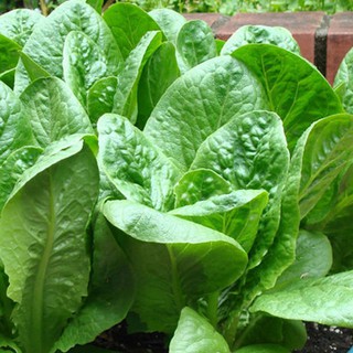 Hạt Giống Xà Lách Romaine 2gr