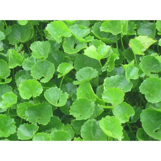 Hạt Giống Rau Má (gói 1g)