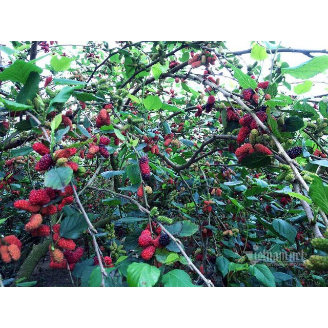 Si rô dâu tằm Đà Lạt loại chai 500ml.