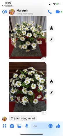 Set cúc hoạ mi nhuỵ xanh 50b