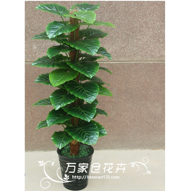 Cây trầu bà 63 lá cao 1.5m loại đẹp không bao gồm chậu