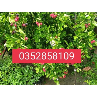 Cây siro giống