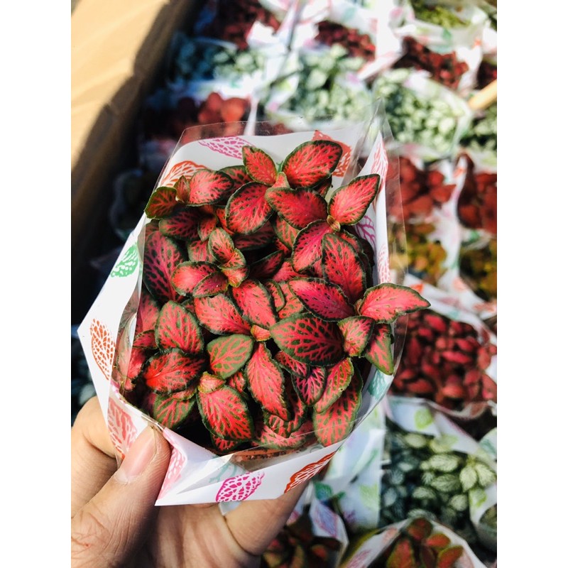 Fittonia-lá cẩm nhung