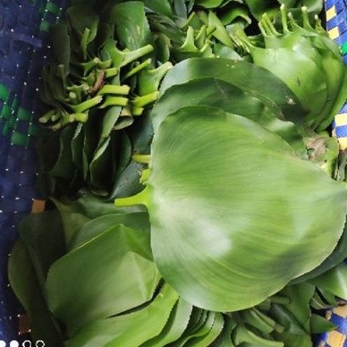 1kg lá lục bình tươi