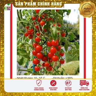 Hạt giống Cà Chua Bi Chùm 30 Hạt [Bán Sỉ]