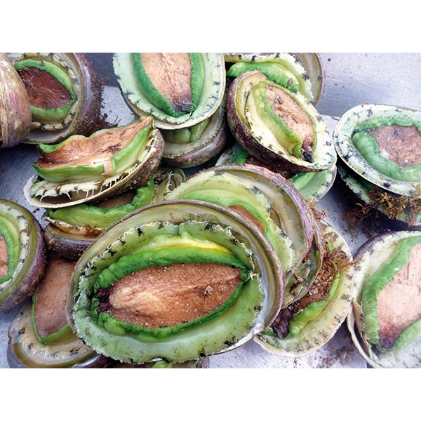 BÀO NGƯ VIỀN XANH ÚC