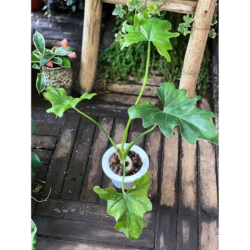 Cây Philodendron bipinnatifidum Little Hope (Cây Hy Vọng) chậu thuỷ canh TC1T