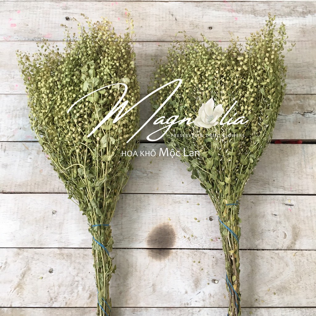 Hoa khô decor Bắc Âu ❤️FREESHIP❤️ Hoa khô Lepidium Pepper Grass chụp ảnh sản phẩm, trang trí nhà cửa