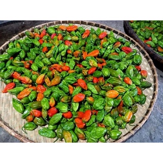 Ớt trung đoàn mường tè