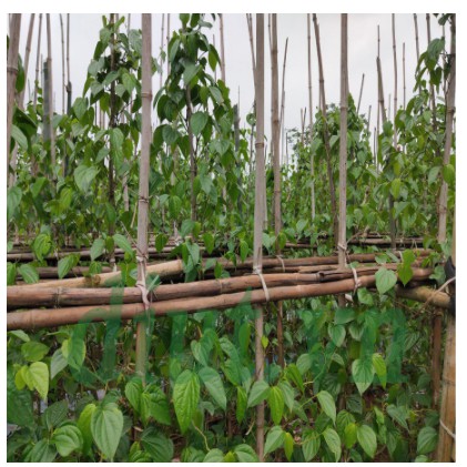500GR BỘT TRẦU KHÔNG, BỘT LÁ TRẦU KHÔNG