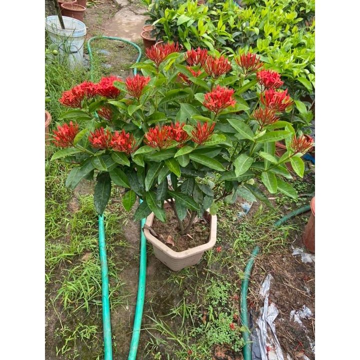 Cây đơn mỹ đang hoa