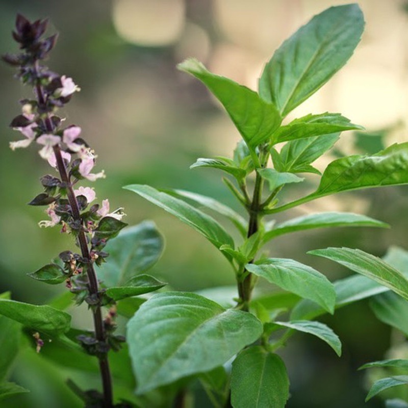 Gói hạt giống rau quế, sinh trưởng khoẻ, năng suất cao