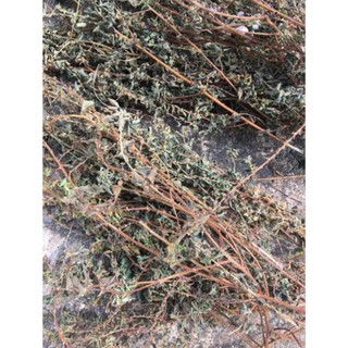 1 kg Cây bọ mắm, cây thuốc dòi khô