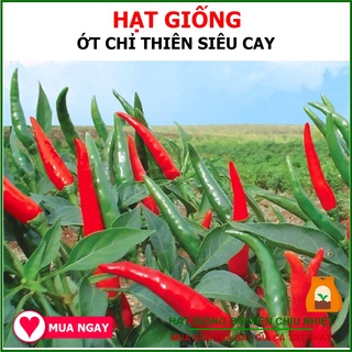 HẠT GIỐNG ỚT CHỈ THIÊN F1 TN 378 - Trang Nông