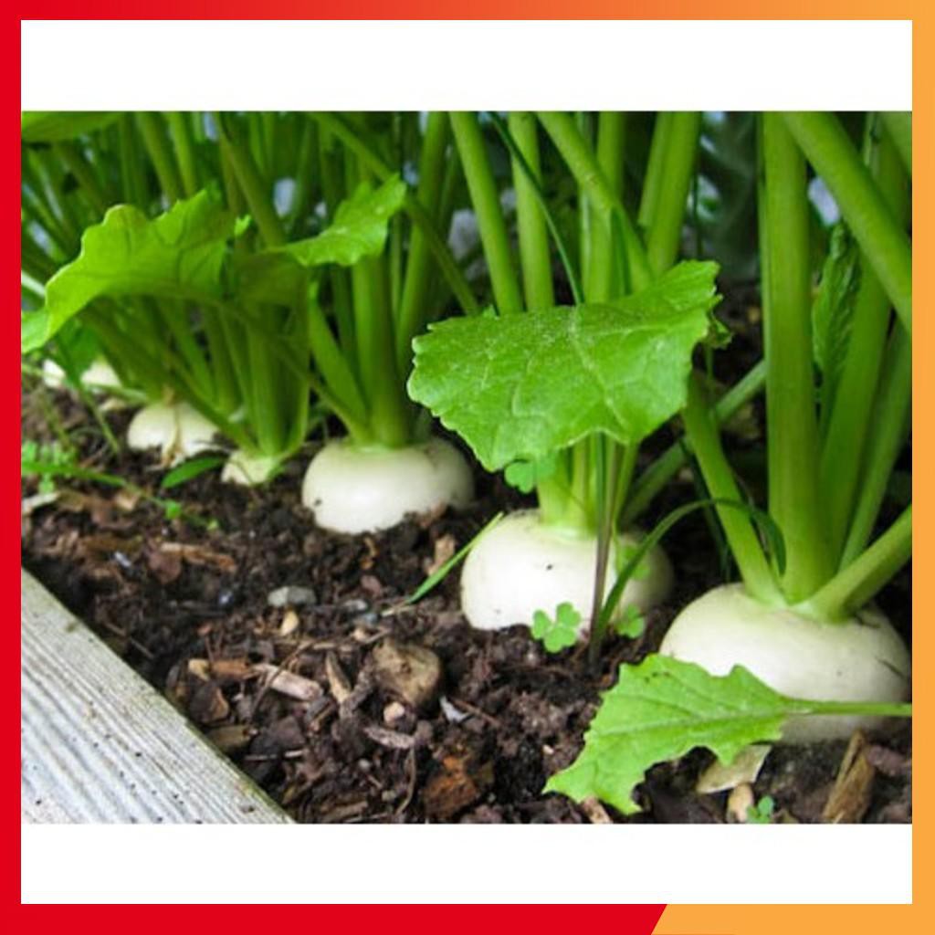 Hạt giống củ cải trắng to năng suất dễ trồng