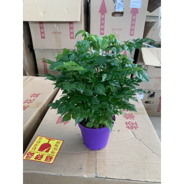 Cây hạnh phúc để bàn cao 25-30cm nhiều cành lá xum xuê và xanh tươi quanh năm, thích hợp trang trí nội thất