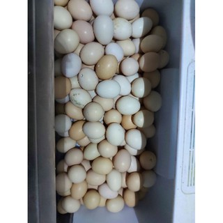 Trứng Gà Tre (quê sịn) 100% tươi mới