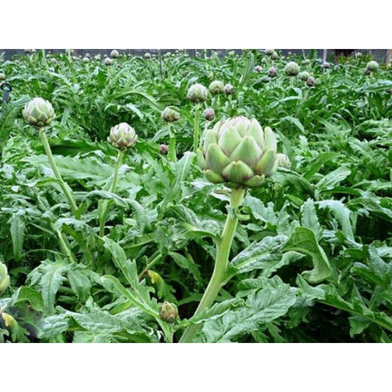 hạt giống ATISO bông xanh - gói 2gram