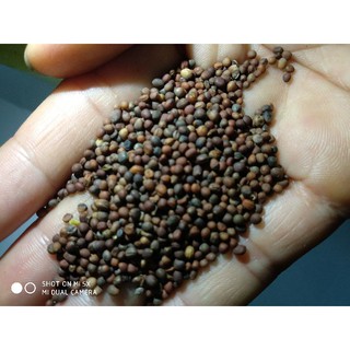 100 Hạt Giống Súp Lơ Xanh
