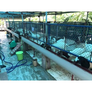 Sàn nuôi dê, ngan, gà, vịt