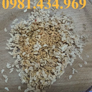 951Xả- Hạt giống bình bát dây (100 hạt) đẹp chuẩn