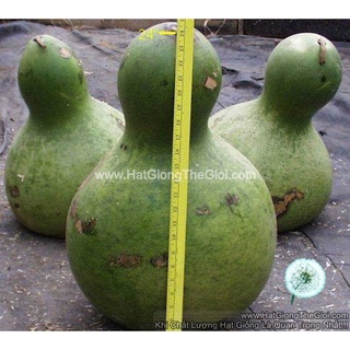 5h Hạt Giống Bầu Hồ Lô Khổng Lồ ( A1.303 | B54*W34)