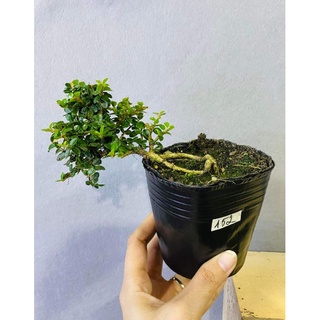 Chậu mềm Bonsai sam núi mini , tiểu cảnh sen đá