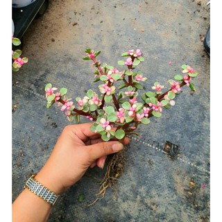 Cây Đôla Thân Cổ Thụ (2 Gốc) Dễ Chăm Siêu Đẹp💖💖