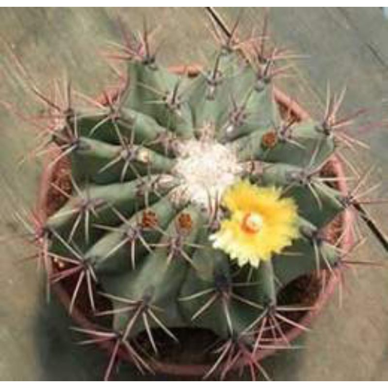 (Sale 50%)Xương rồng  núm gai -Ferocactus Histrix