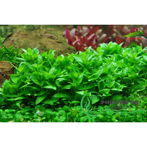 Cây Rau răm thuỷ sinh