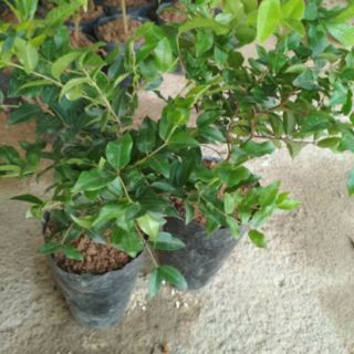 Cây giống nho thân gỗ