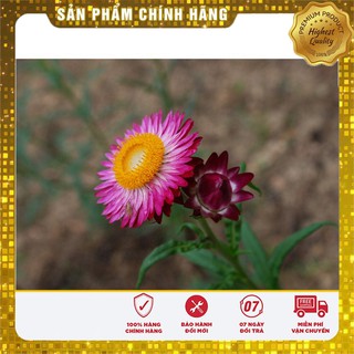 HẠT GIỐNG HOA CÚC BẤT TỬ NHIỀU MÀU