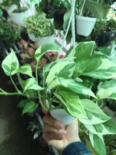 TRẦU BÀ CẨM THẠCH