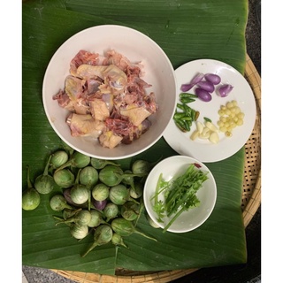 cây giống cà đắng