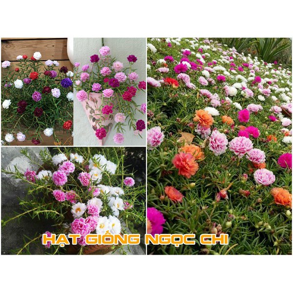 [Deal 1K Freeship] 400 Hạt Giống Hoa Mười Giờ Mỹ Kép MÀU ĐẸP NHẤT Túi Zip Trồng Thử Mùa Tết, Ban Công, Chậu Treo - 50H