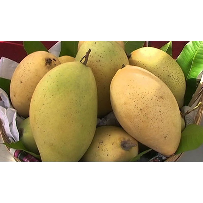 Cây xoài cát hòa lộc cao 1m