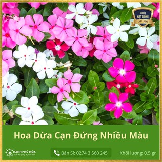 Hạt Giống Hoa Dừa Cạn Đứng Nhiều Màu FVN 0.5 gr - Dễ Trồng, Tỉ lệ nẩy mầm cao, Chịu nắng mưa