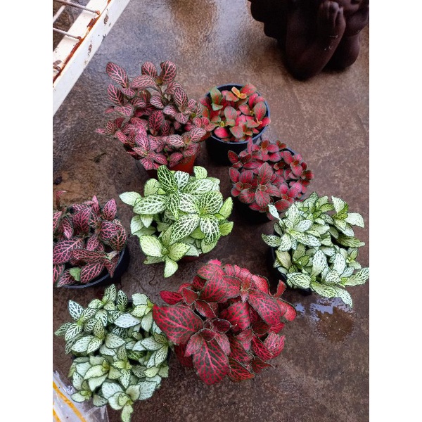 Lá May Mắn Fittonia ưa ẩm mát thích hợp trồng để bàn