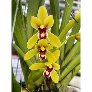 AUXIN siêu kích rễ cho lan
