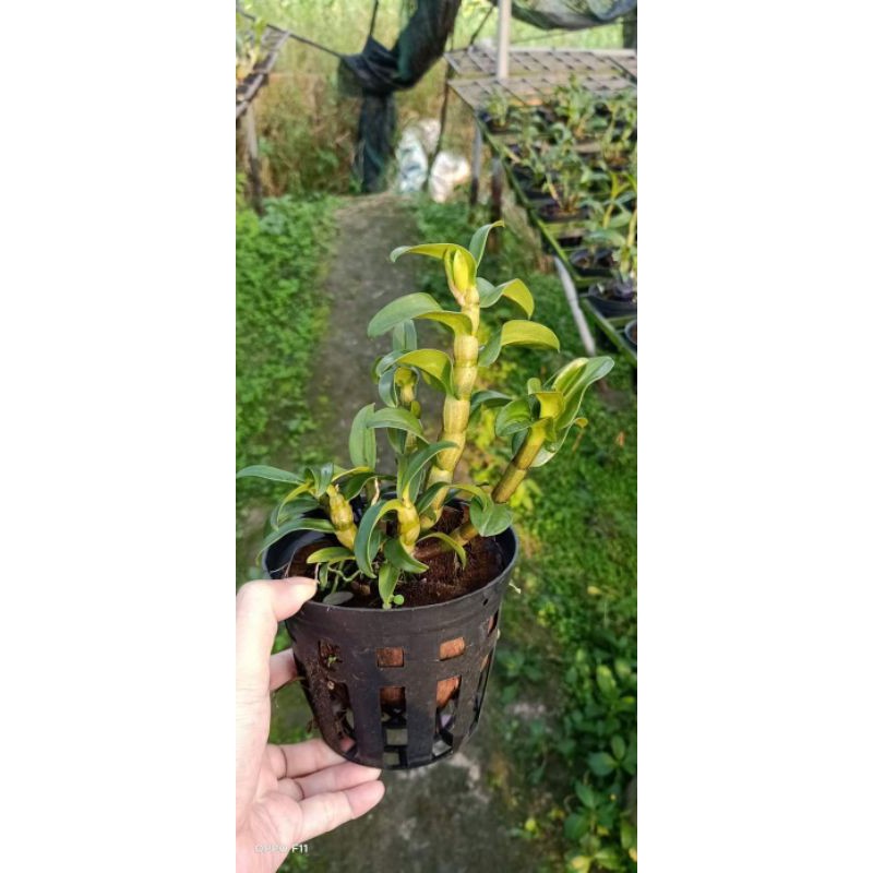 Hoa lan damry - cây lớn