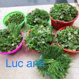 Siro thảo mộc homemade