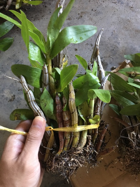 1 bó Lan báo hỷ 200g